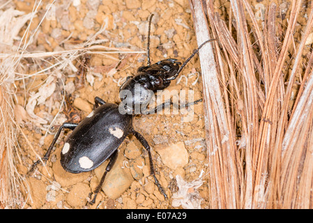 Un Six-spotted zabre Banque D'Images