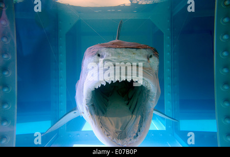 L'impossibilité physique de la mort dans l'esprit de quelqu'un vivant, par Damien Hirst Banque D'Images