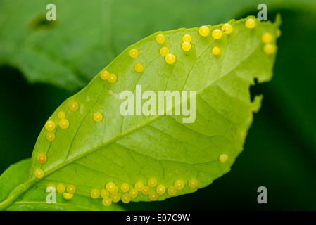 Oeufs d'un jaune Papillon Grand Mormon Banque D'Images