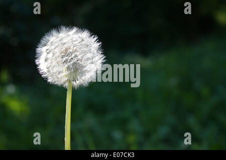 Une boule de soufflage à Bad Orb, Allemagne, 05 septembre 2013. Fotoarchiv für Zeitgeschichte - PAS DE SERVICE DE FIL Banque D'Images