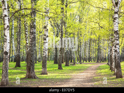 Soir de printemps ensoleillé avec parc bouleau première verts en mai Banque D'Images