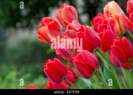 4 mai 2014 - Hempstead, New York, États-Unis - Le 31e Festival néerlandais, en plein air sur le Campus sud de l'Université Hofstra, dispose de tulipes, comme ces rouges, en fleurs tout au long de campus, avec plus de 100 variétés dans le Tulip Sampler Jardin. La longue tradition de l'île, les activités de divertissement, une vente de plantes, et plus encore. (Crédit Image : © Ann Parry/ZUMAPRESS.com) Banque D'Images