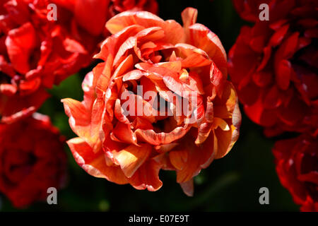 4 mai 2014 - Hempstead, New York, États-Unis - Le 31e Festival néerlandais, en plein air sur le Campus sud de l'Université Hofstra, dispose de tulipes, comme ces grands rouges, en fleurs tout au long de campus, avec plus de 100 variétés dans le Tulip Sampler Jardin. La longue tradition de l'île, les activités de divertissement, une vente de plantes, et plus encore. (Crédit Image : © Ann Parry/ZUMAPRESS.com) Banque D'Images