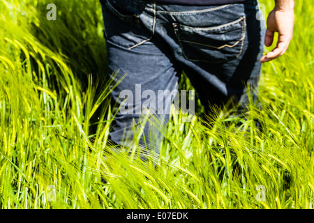 Un homme seul marche dans un grand champ vert Banque D'Images