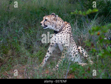 Le guépard, fondation Africat, Okonjima, Namibie Banque D'Images