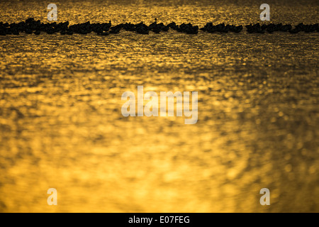 Avocette Recurvirostra avosetta, adultes, le repos dans la lagune peu profonde, l'île de Brownsea, Dorset, UK en octobre. Banque D'Images