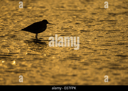 Chevalier arlequin Tringa erythropus, plumage d'hiver, au lever du soleil dans la lagune peu profonde, l'île de Brownsea, Dorset, UK en octobre. Banque D'Images