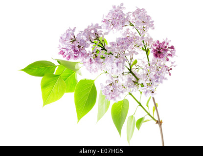 Syringa vulgaris, le lilas commun Banque D'Images