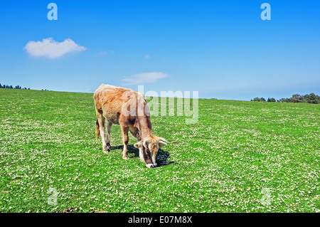 Vache brune sur sunny meadow avec marguerites au printemps Banque D'Images