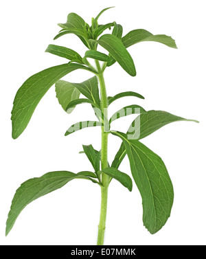 Stevia rebaudiana, sweet leaf plante, substitut du sucre isolé sur fond blanc Banque D'Images