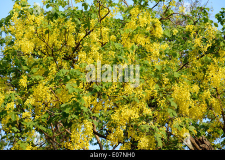 Belle fleur de douche dorée (Cassia fistula) au Thai jardin fleuri Banque D'Images