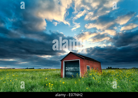 Gîte rural sur le colza champ à stormy sunset, Pays-Bas Banque D'Images