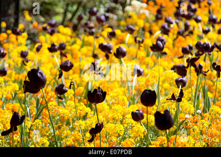 Tulipes noires dans les jardins de Rembrandt, Warwick Avenue, la Petite Venise, Londres, Royaume-Uni. Banque D'Images