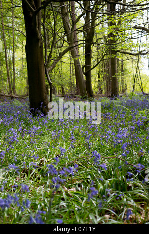 Jacinthes dans un bois, Kent, UK. Banque D'Images