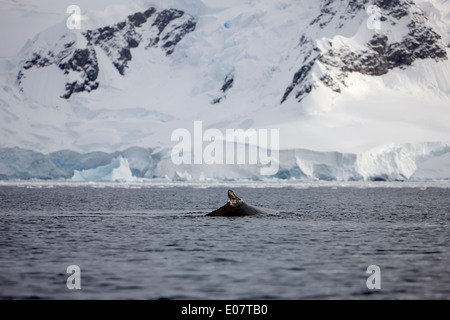 Humpback Whale surfacing montrant dorsale dans les eaux de l'Antarctique de la baie wilhelmina Banque D'Images