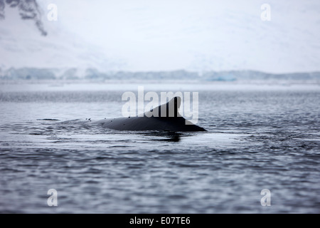 La baleine à bosse sa nageoire dorsale au-dessus de la surface de la baie wilhelmina Antarctique Banque D'Images