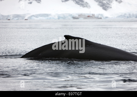 La baleine à bosse sa nageoire dorsale au-dessus de la surface de la baie wilhelmina Antarctique Banque D'Images