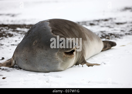 2 juvénile an elephant seal point hannah appelant livingstone island Antarctique Banque D'Images