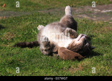 Tabby chat jouant avec la souris jouet Banque D'Images