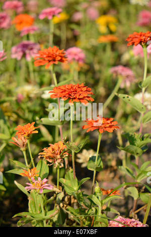 Belle fleur Zinnia Zinnia elegans) (jardin de fleurs au Thai Banque D'Images