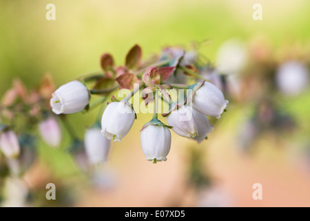 Vaccinium corymbosum. Fleurs de bleuet. Banque D'Images