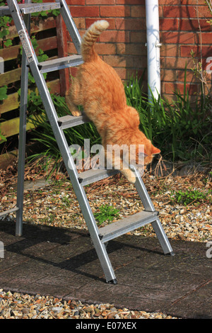 Le gingembre cat marchant dans l'escabeau dans jardin Banque D'Images