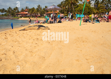 Visites du phoque moine de la plage de Poipu, Kauai, Hawaï. Banque D'Images