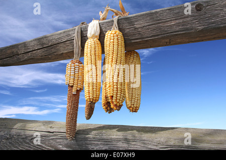 Épis de maïs séchant sur une poutre en bois, ciel en arrière-plan Banque D'Images