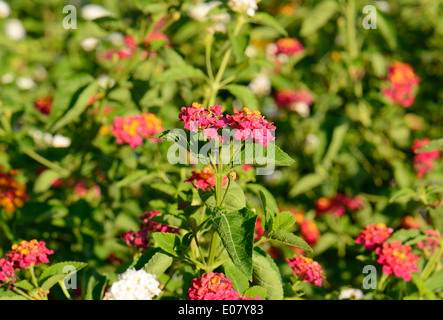 Beau Drap d'or fleur (Lantana camara) au Thai jardin fleuri Banque D'Images