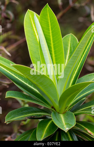 Feuillage de l'hybride miel bush, Euphorbia x pasteurii Banque D'Images