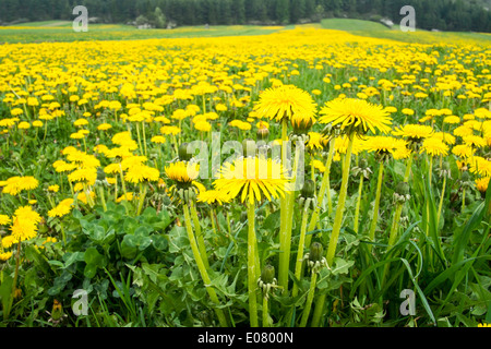 Pissenlit fleur fleurs champ rural Pologne Banque D'Images