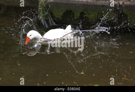 L'oie domestique atterrissage sur Canal Llangollen Banque D'Images