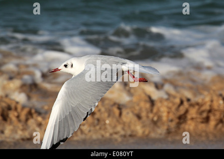 Mouette noir en vol au dessus de la plage de Porthminster, St Ives, Cornwall. Banque D'Images