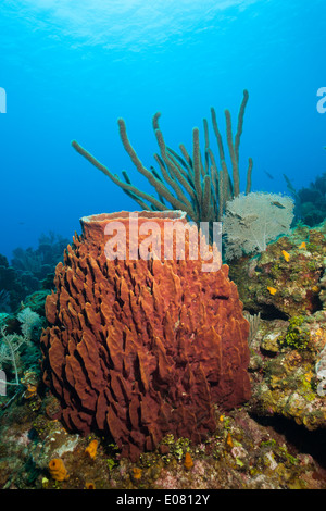 Canon géant éponge (Xestospongia muta) à d'autres coraux et éponges sur un récif au large de tropic Roatan, Honduras. Banque D'Images