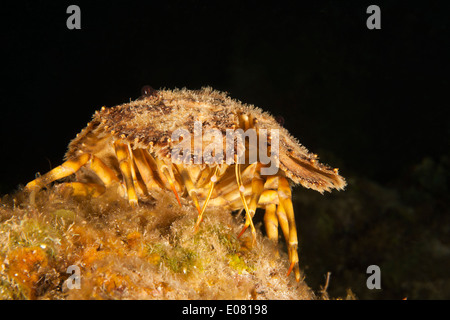 Cigale de mer sculptée (Parribacus antarcticus) sur un récif corallien tropical Roatan, Honduras. Banque D'Images