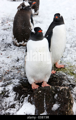 Gentoo pingouin debout sur un rocher de pierre nichent sur l'Antarctique point hannah
