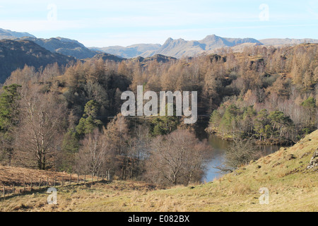 Vue imprenable sur Elterwater dans Tarn Hows avec arbres et ciel bleu d'hiver Banque D'Images