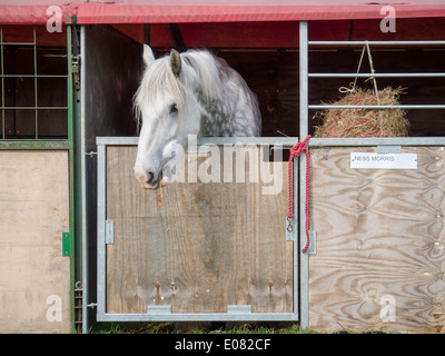 Un shire horse blanc donne de sa' à la stabilité temporaire de mer de Southsea et Rural show. Banque D'Images