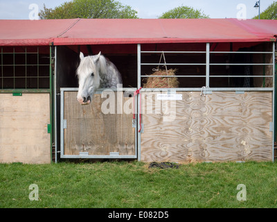 Un shire horse blanc donne de sa' à la stabilité temporaire de mer de Southsea et Rural show. Banque D'Images