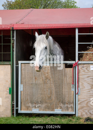 Un shire horse blanc donne de sa' à la stabilité temporaire de mer de Southsea et Rural show. Banque D'Images