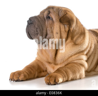Chiot Shar Pei chinois fixant isolé sur fond blanc Banque D'Images