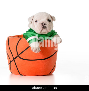 Chiot bouledogue - chien de sport à l'intérieur d'un terrain de basket-ball Banque D'Images