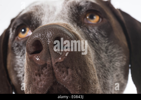 Nez de chien close up - braque allemand Banque D'Images