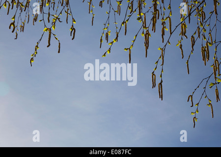 Les chatons de bouleau et de fleurs de feuilles dans le soleil du matin au printemps en Finlande Banque D'Images