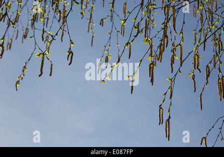 Les chatons de bouleau et de fleurs de feuilles dans le soleil du matin au printemps en Finlande Banque D'Images