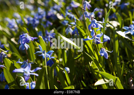 Siberian squills au printemps en soleil du matin en Finlande Banque D'Images