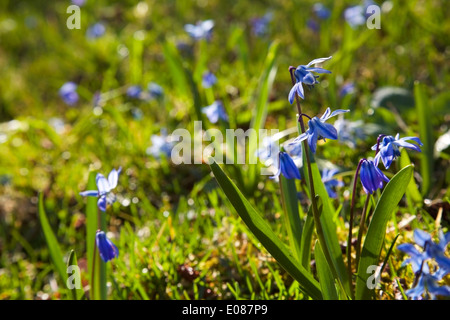 Siberian squills au printemps en soleil du matin en Finlande Banque D'Images