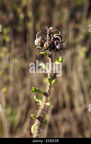 Usine de rose musquée à l'année dernière en fleurs fruits avec de nouvelles feuilles au printemps en soleil du matin en Finlande Banque D'Images