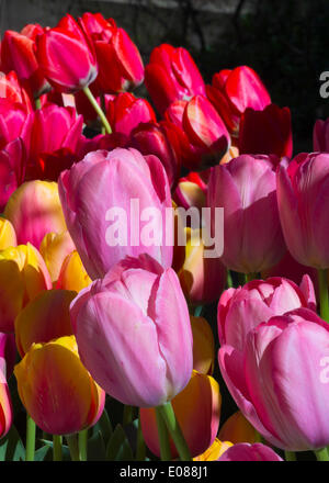 Hempstead, New York, États-Unis - le 4 mai 2014 - Le 31e Festival néerlandais, en plein air sur le Campus sud de l'Université Hofstra, dispose de tulipes en fleur, comme ces roses, rouges et jaunes, tout au long de campus, avec plus de 100 variétés dans le Tulip Sampler Jardin. Une longue tradition de l'île. Credit : Ann E Parry/Alamy Live News Banque D'Images