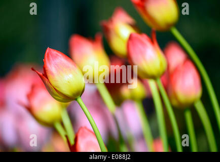 Hempstead, New York, États-Unis - le 4 mai 2014 - Le 31e Festival néerlandais, en plein air sur le Campus sud de l'Université Hofstra, dispose de tulipes en fleur, comme ces rose et jaune, deux couleurs tout au long de campus, avec plus de 100 variétés dans le Tulip Sampler Jardin. Une longue tradition de l'île. Credit : Ann E Parry/Alamy Live News Banque D'Images